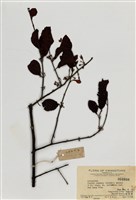 藏品(桑寄生屬)的圖片
